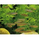 ZEBRICA PLAVA